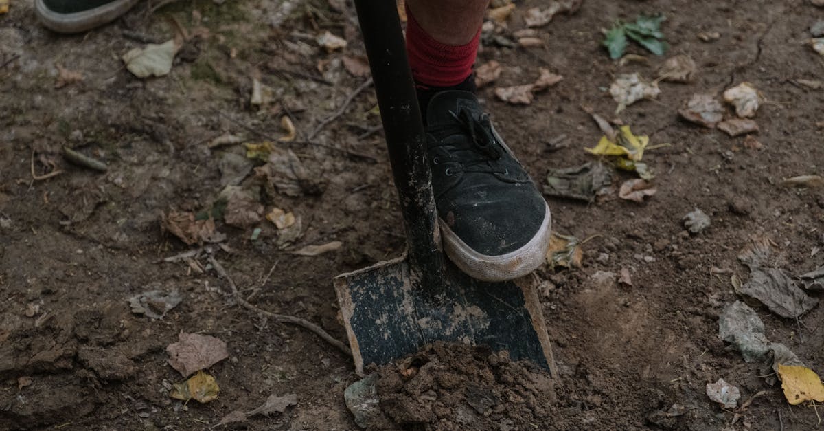 a person using a shovel to dig in the forest soil surrounded by leaves