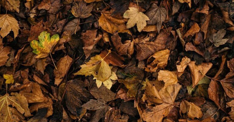 7 Ways to Troubleshoot Odors in Compost Piles That Prevent Issues