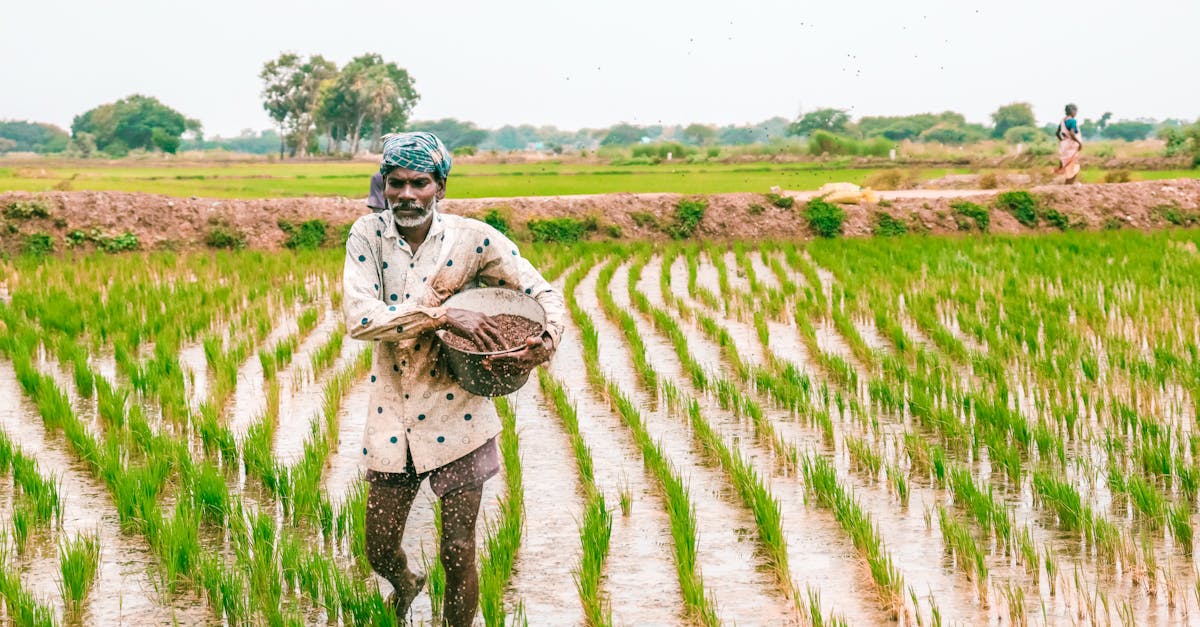a senior farmer working in a wet rice field illustrating traditional agriculture methods