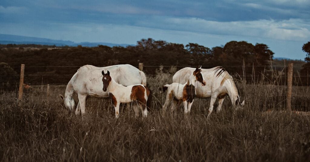 a serene scene of horses grazing on a tranquil brazilian farm landscape
