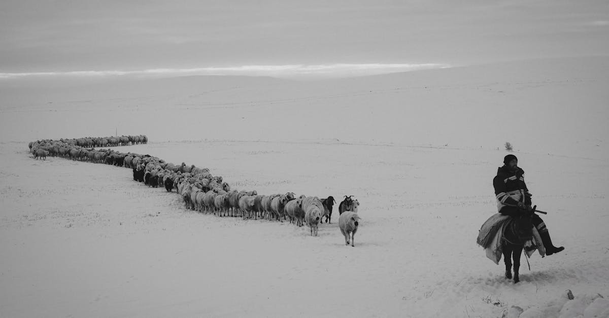 a shepherd rides a donkey guiding a herd of sheep and goats across a snowy winter landscape