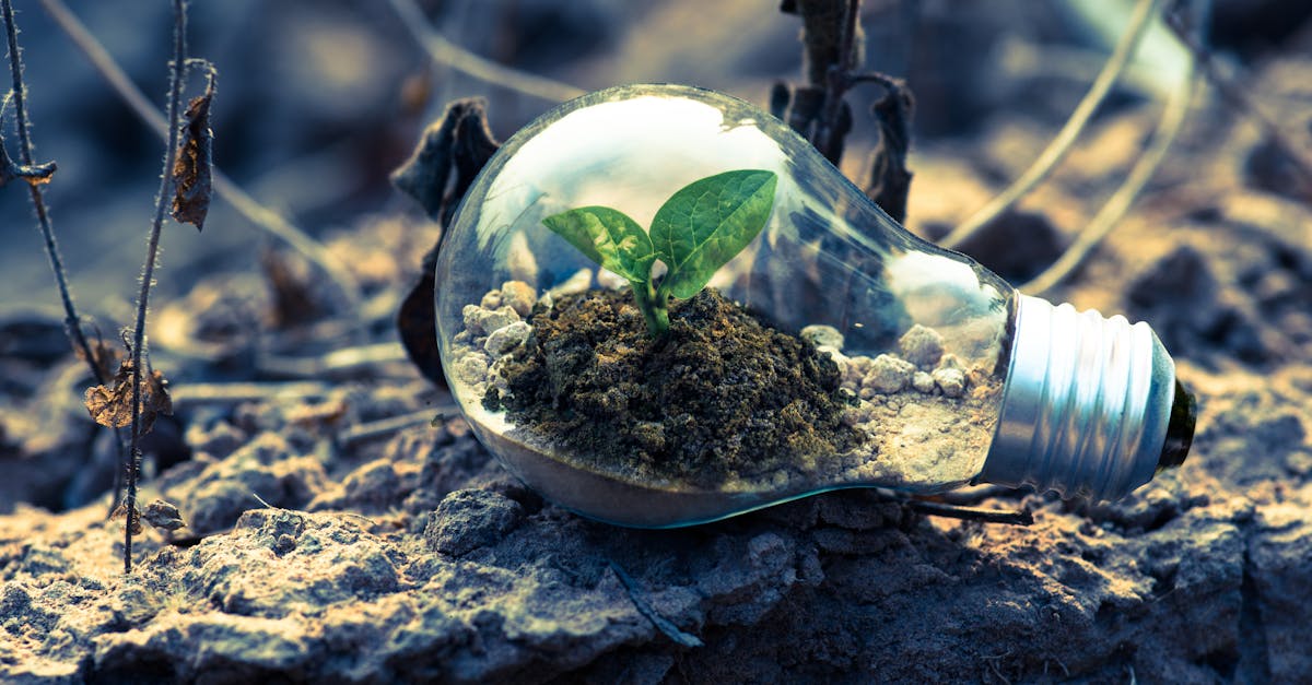a small plant sprouts in soil inside a light bulb symbolizing eco friendly and sustainable growth