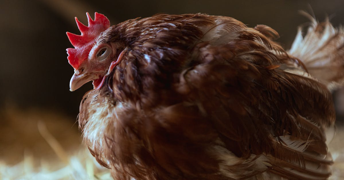 a tranquil close up of a sleeping hen resting on a rural farm setting