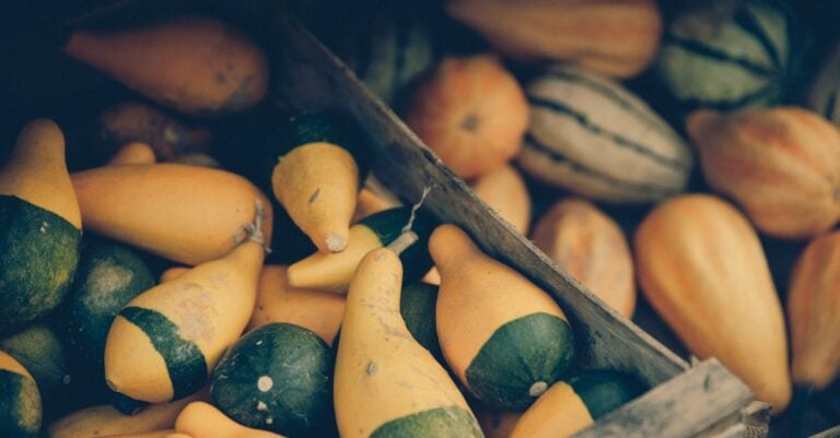 7 Ways Crop Diversity Builds Seasonal Resilience Naturally