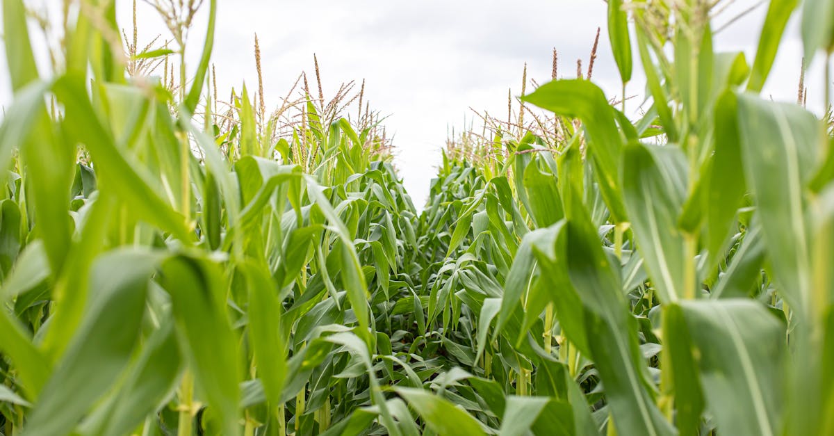 a vibrant cornfield with lush green leaves under a cloudy sky showcasing agricultural beauty