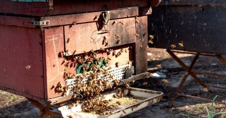 6 Best Sustainable Feeding Options for Honeybees That Support Self-Sufficiency
