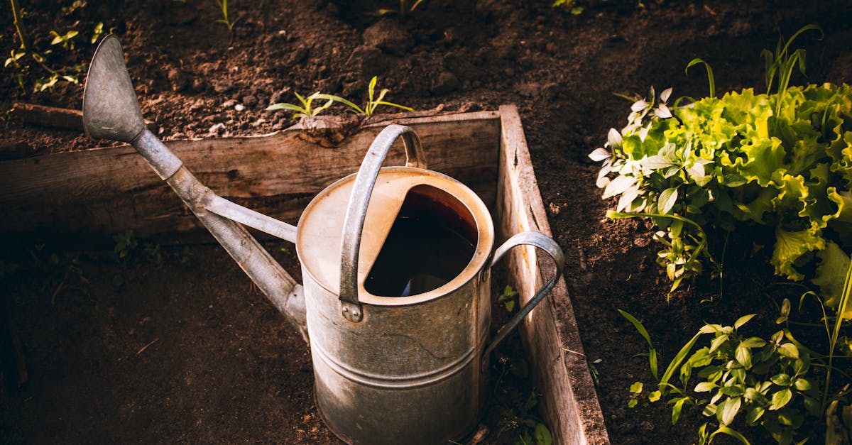 a vintage watering can in a raised garden bed surrounded by fresh green lettuce and plants