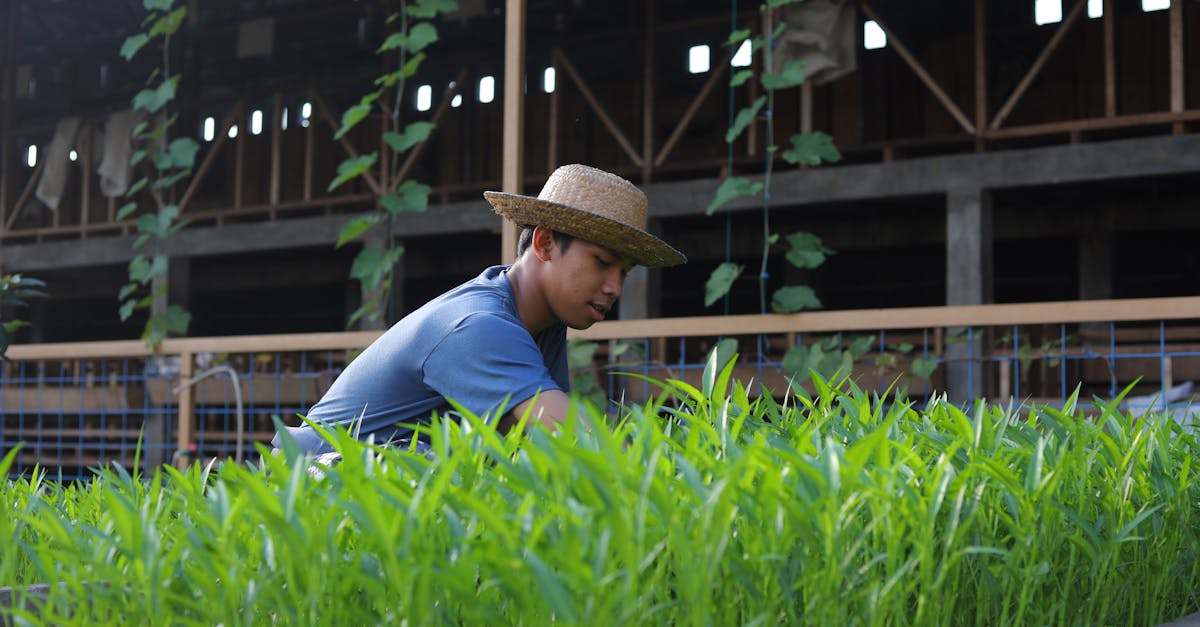 a young farmer in a straw hat works in an indoor vegetable farm showcasing sustainable agriculture