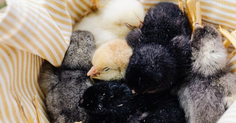 8 Ways to Share Breeding Wins That Build Farming Community