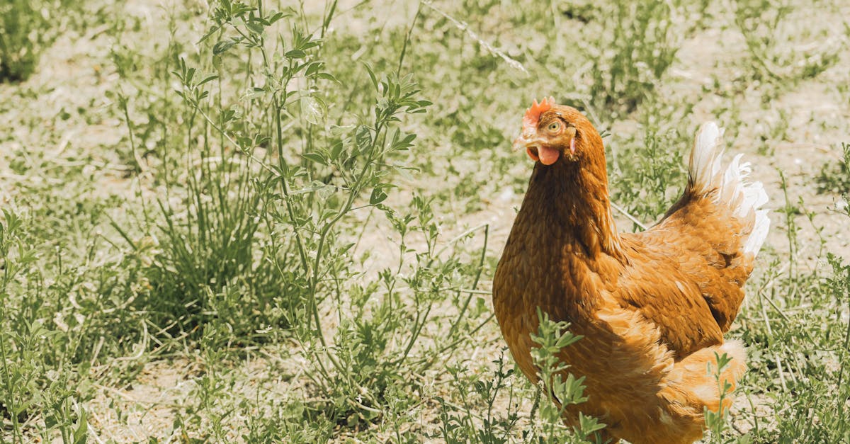 brown free range chicken roaming freely in a sunny grassy field showcasing natural behavior
