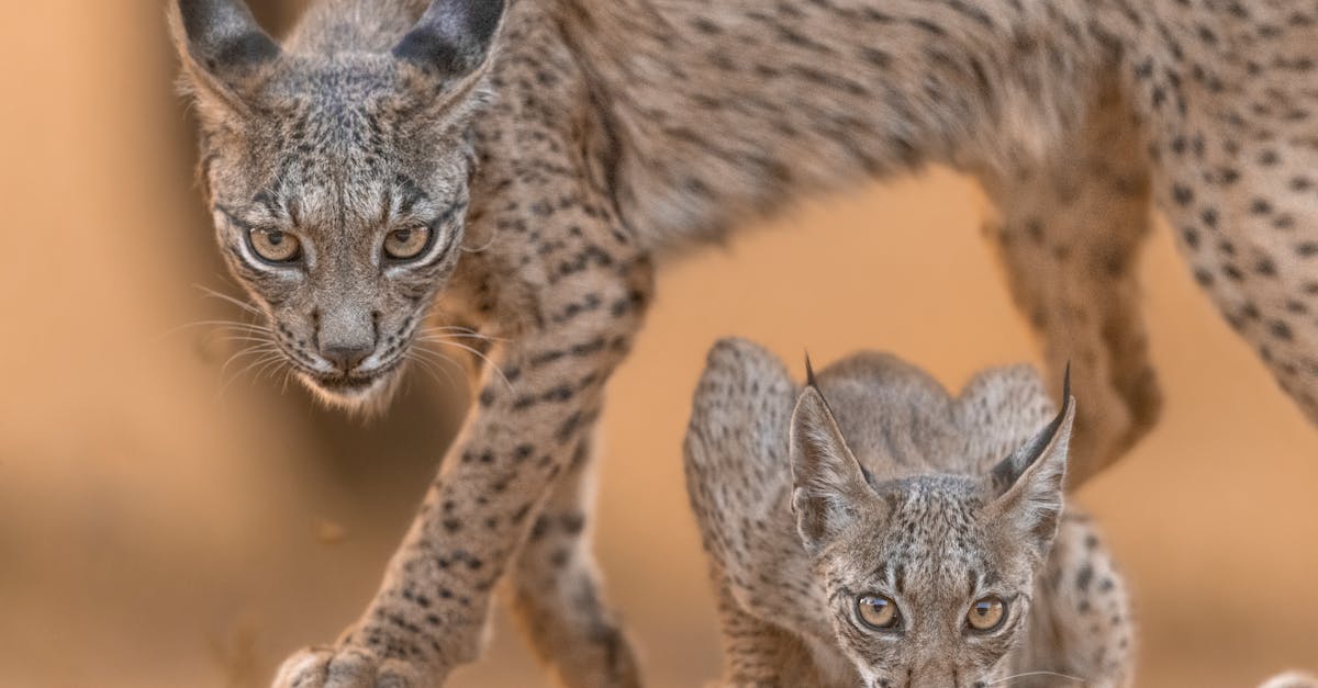 captivating scene of an iberian lynx and cub in their natural habitat in spain