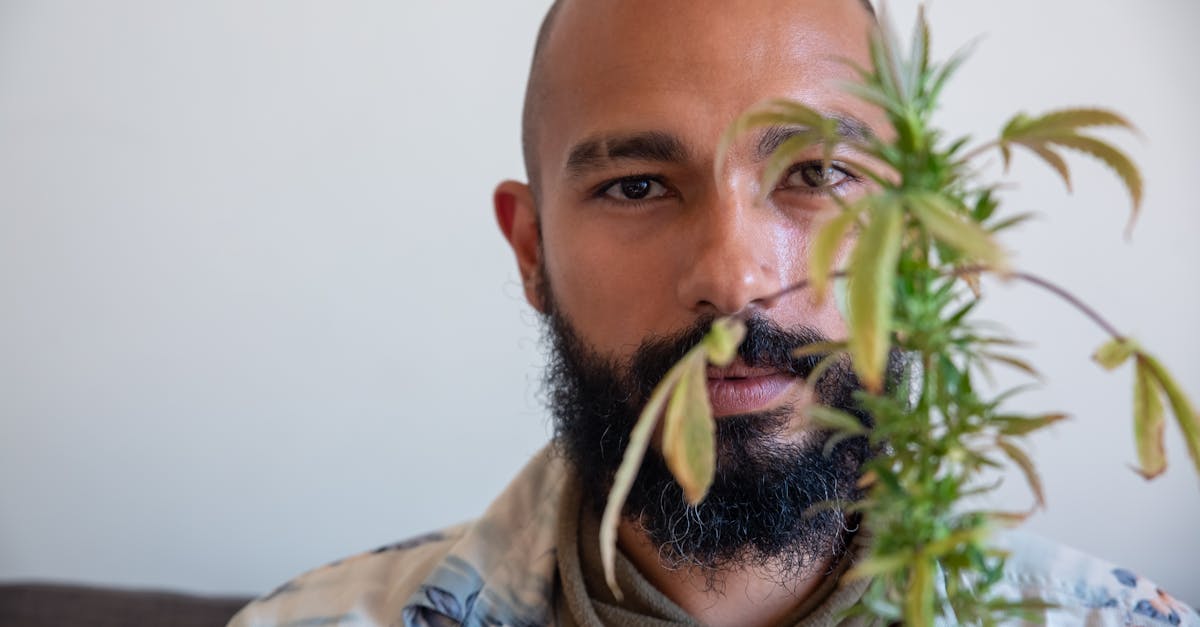 close up of a bald bearded man with a cannabis plant partially obscuring his face