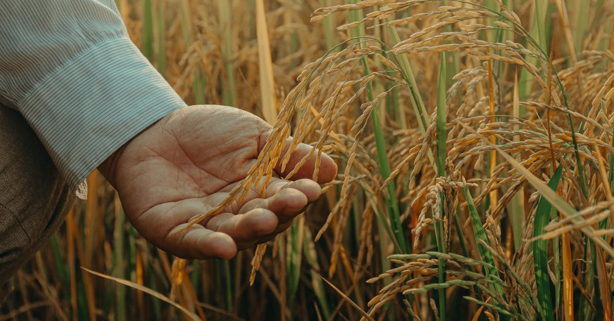 close up of a farmer s hand holding ripe rice amidst golden fields symbolizing harvest season and a
