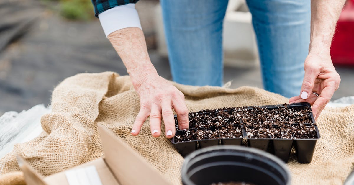 close up of a gardener s hands working with a seedling tray filled with soil outdoors 1