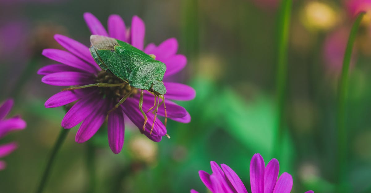 close up of a green shield bug sitting on a vibrant purple flower in a natural setting