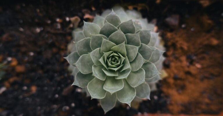 7 Soil Amendments for Different Plant Types That Prevent Common Issues