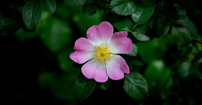 7 Best Plants for Allergy-Friendly Gardens That Bloom All Season
