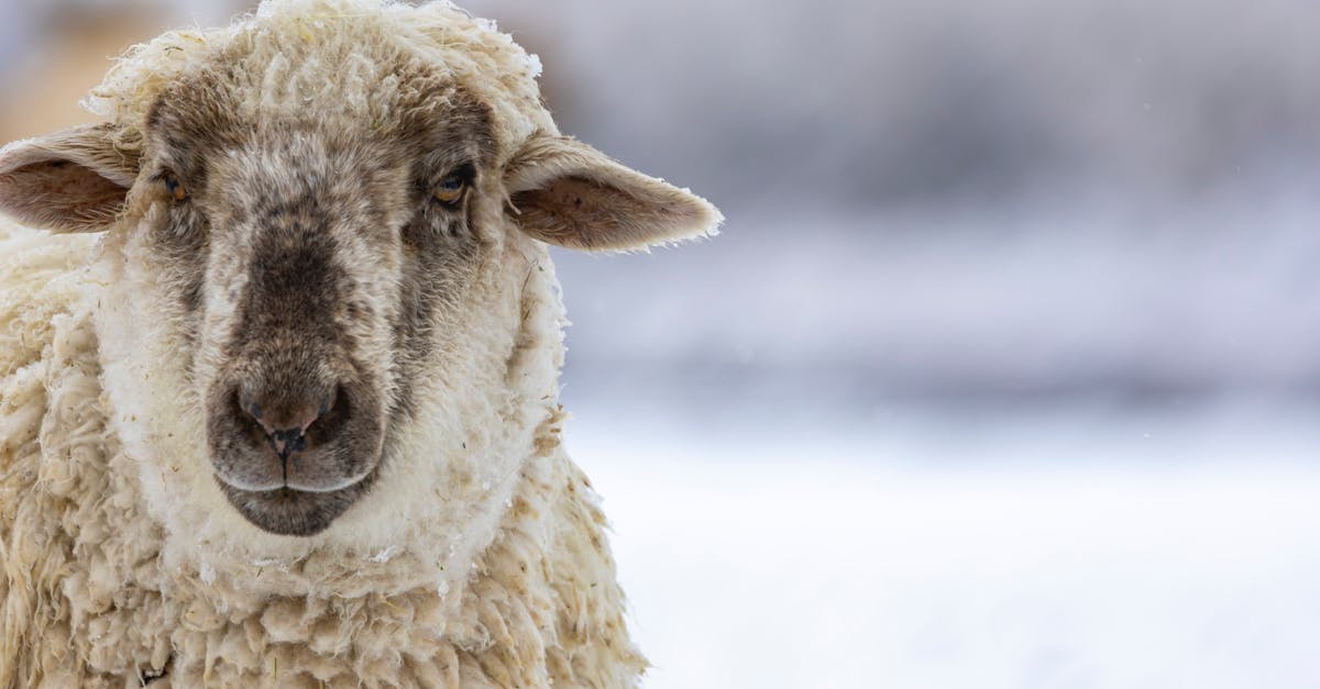 close up of a sheep with snowy background perfect for winter themes