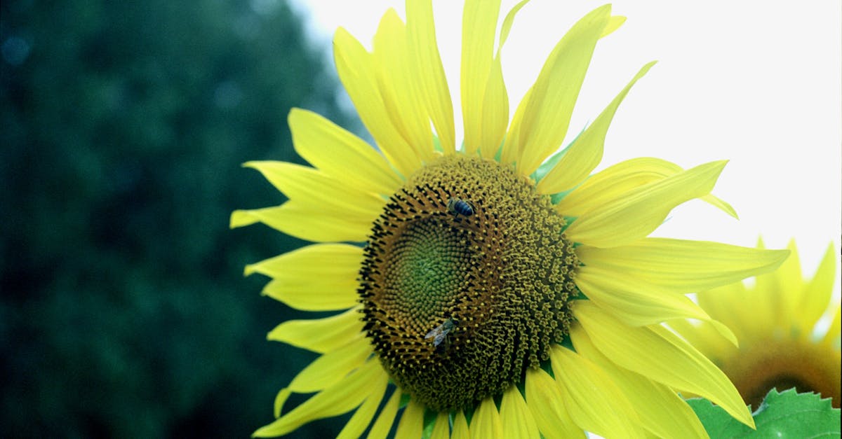 close up of a vibrant sunflower with bees perched on the petals showcasing nature s beauty