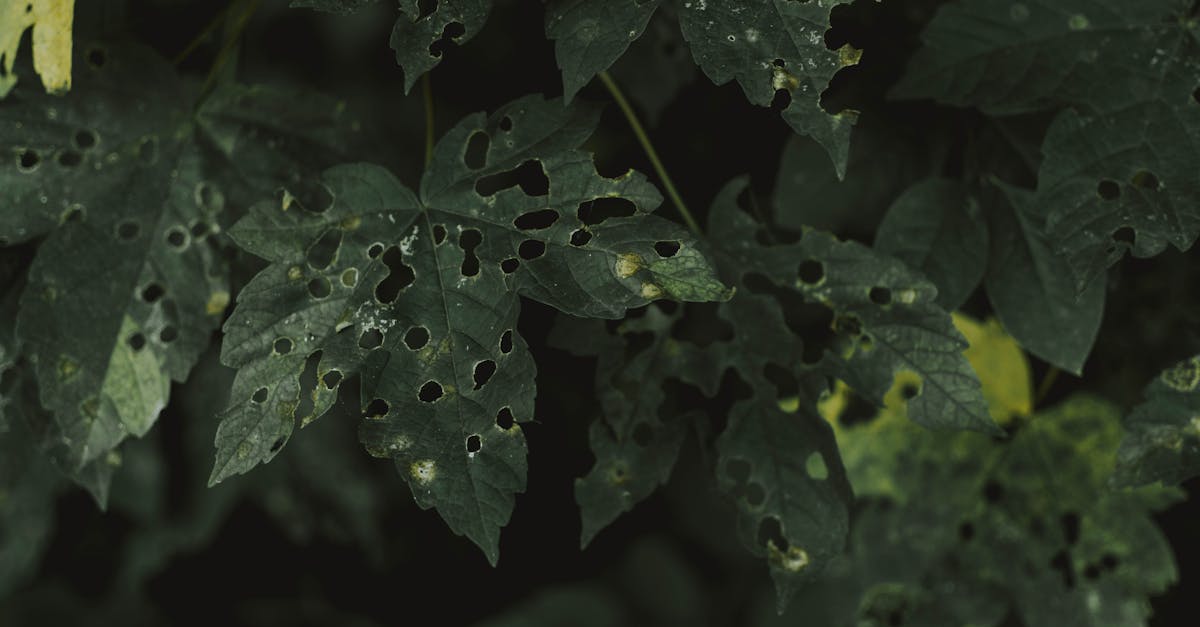 close up of dark green leaves with insect damage and holes symbolizing nature s resilience