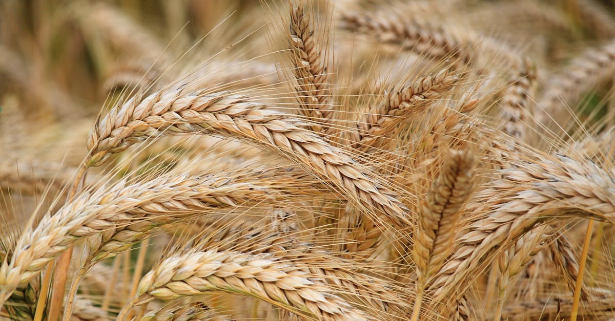 close up of golden wheat in a summer field perfect for agricultural themes