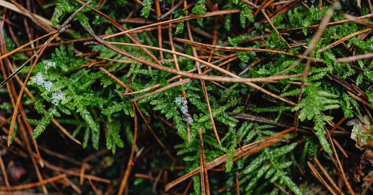 close up of green ferns with melting snowflakes and dried pine needles