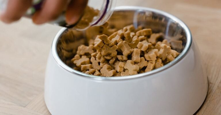 7 Homemade Animal Feed Recipes That Support Natural Health