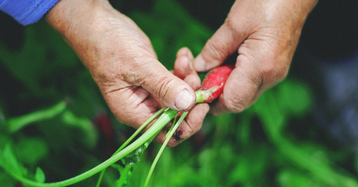 close up of hands pulling a fresh radish from the green foliage in an outdoor garden