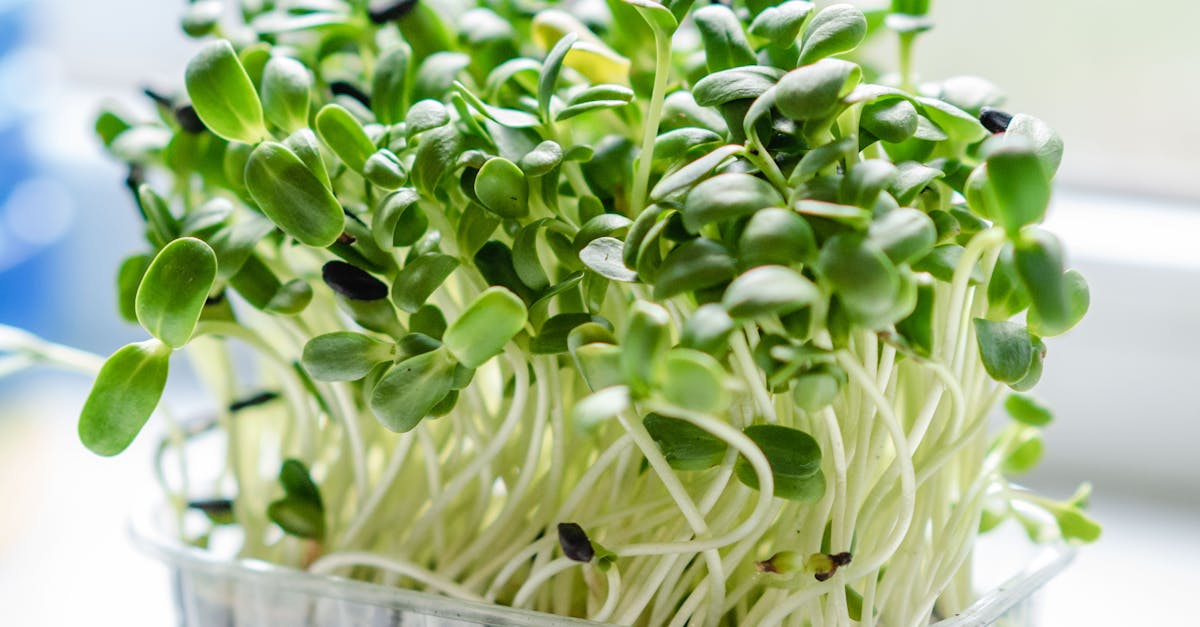 close up of healthy green microgreens in a plastic container perfect for salads