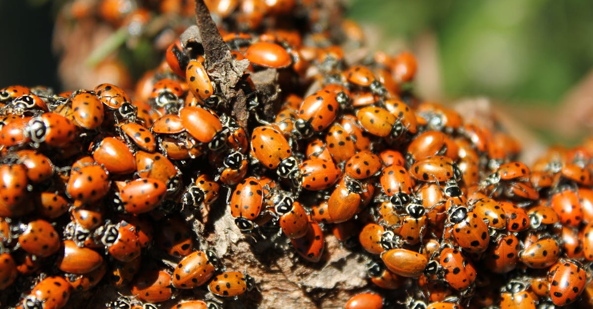 close up of many ladybugs on a tree branch captured in natural light