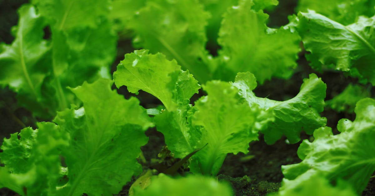 close up of vibrant green lettuce leaves thriving in a garden