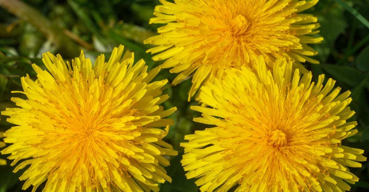 close up of vibrant yellow dandelion flowers in almere showcasing their natural beauty in a spring