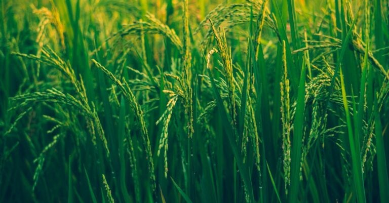 7 Ways Solar Irrigation Maximizes Crop Yields Without Grid Power