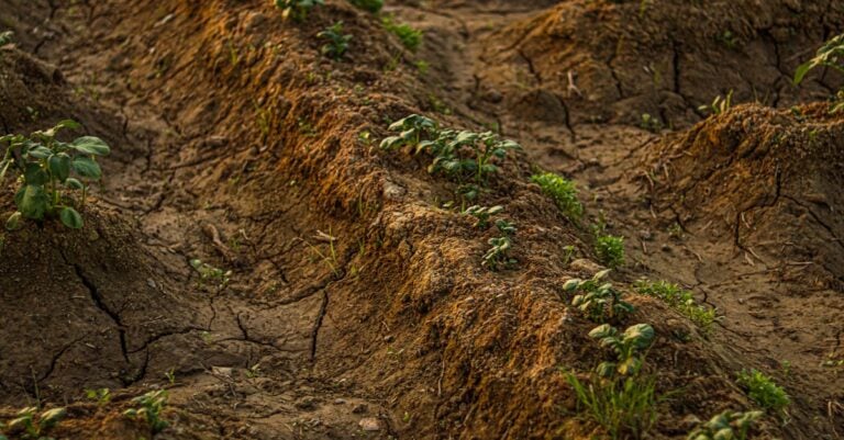 5 Ways Weather Trends Will Change Crop Yields That Farmers Must Know