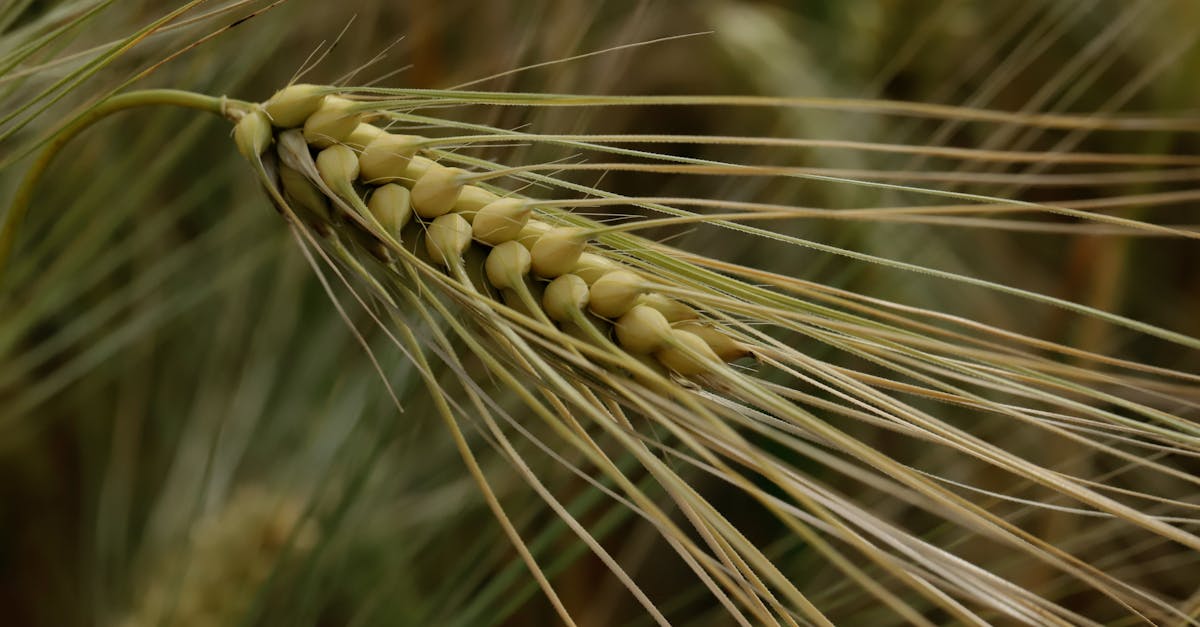 detailed close up of a barley spike in a field showcasing the intricate grain pattern and