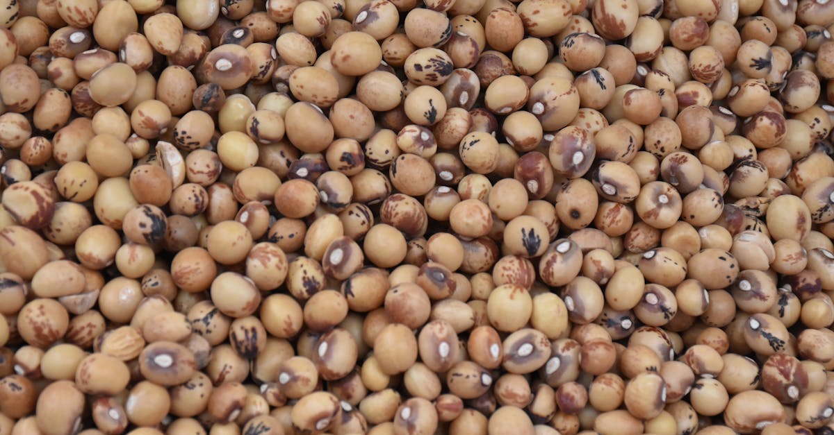 detailed image of raw brown soybeans ideal for culinary and agricultural themes