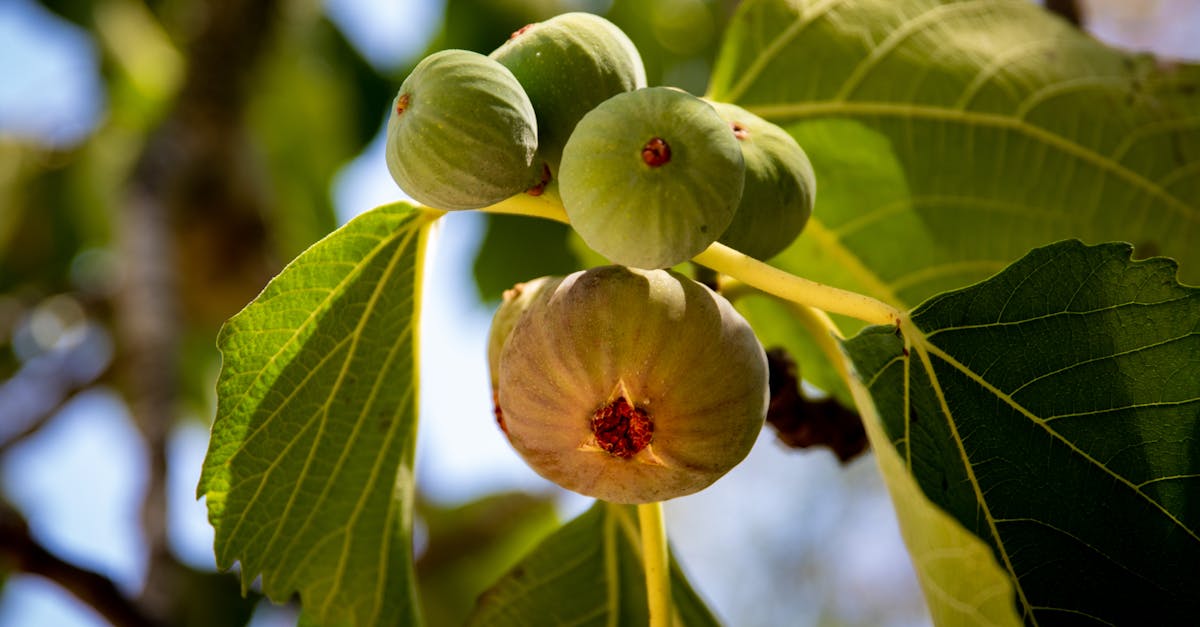 detailed image of ripe green figs with leaves on a sunny day emphasizing natural