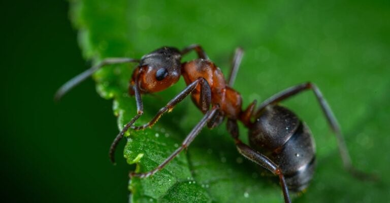 7 Homemade Pest Repellents for Backyard Gardens Without Chemicals