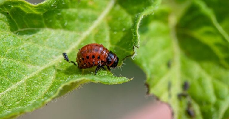 5 Ways Rotating Crops Break Pest Cycles Without Chemicals