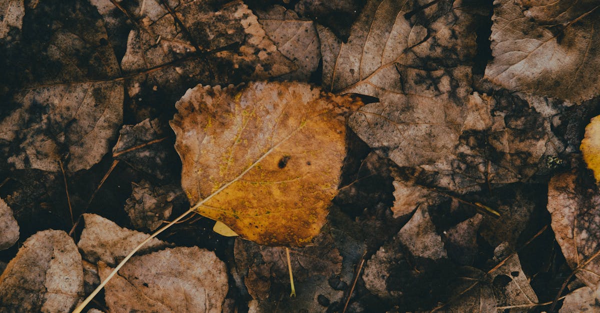 detailed view of decaying brown leaves showcasing nature s decomposition process