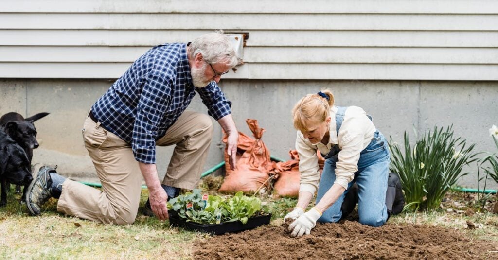 elderly couple enjoying gardening planting seedlings in their backyard on a sunny day
