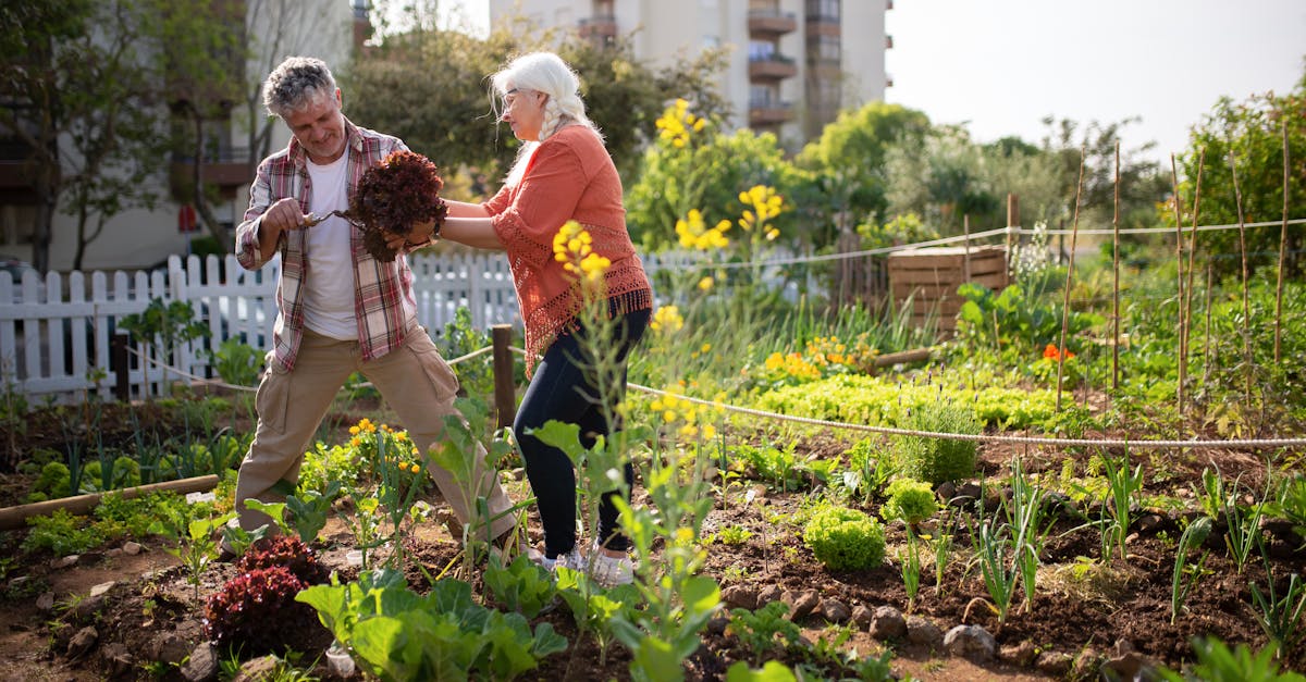 elderly couple enjoying gardening together in a vibrant urban vegetable garden 1
