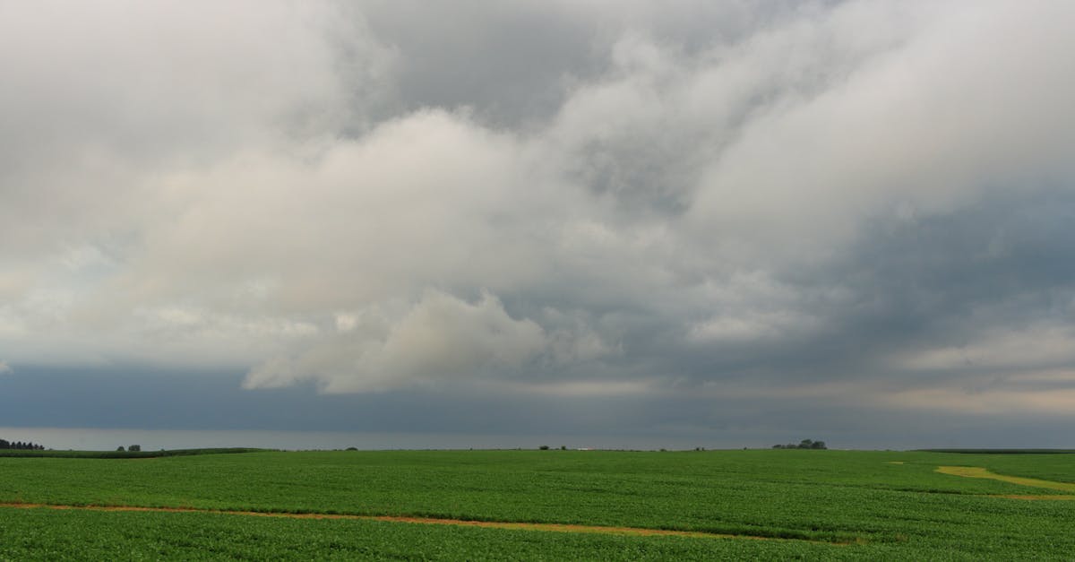 expansive green cropland under an overcast sky embodying rural tranquility