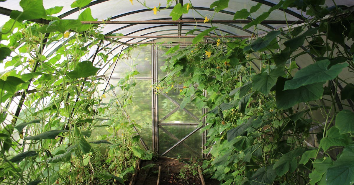 explore a thriving greenhouse filled with lush vines and greenery showcasing modern farming s growt
