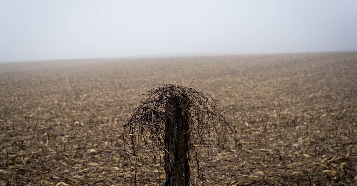 foggy autumn cornfield with an overgrown wooden post creating a moody rural scene