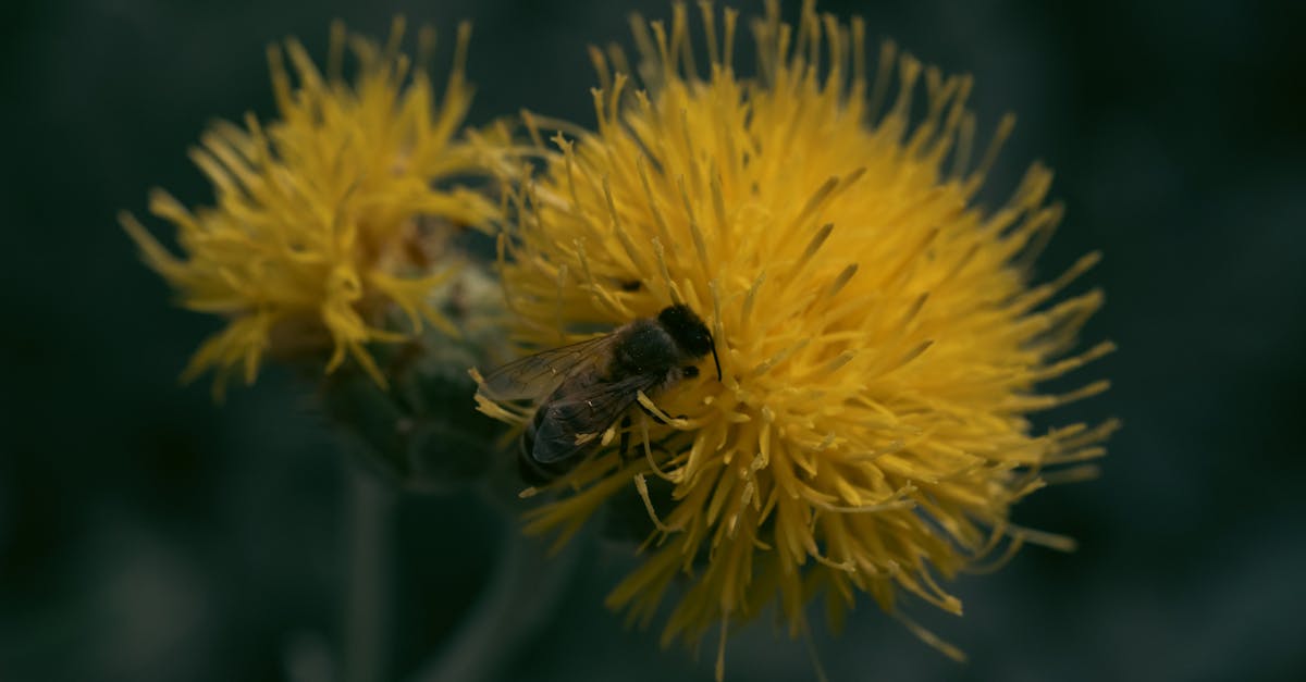 free stock photo of aesthetic background artistic background bee