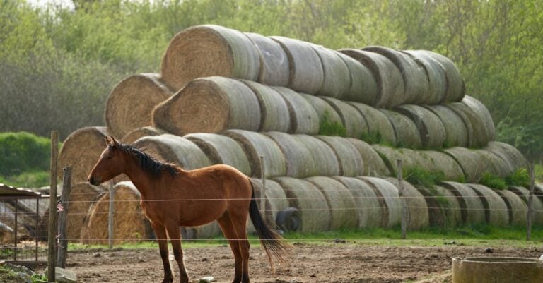6 Best Electric Fencing Types for Livestock on a Homestead Budget
