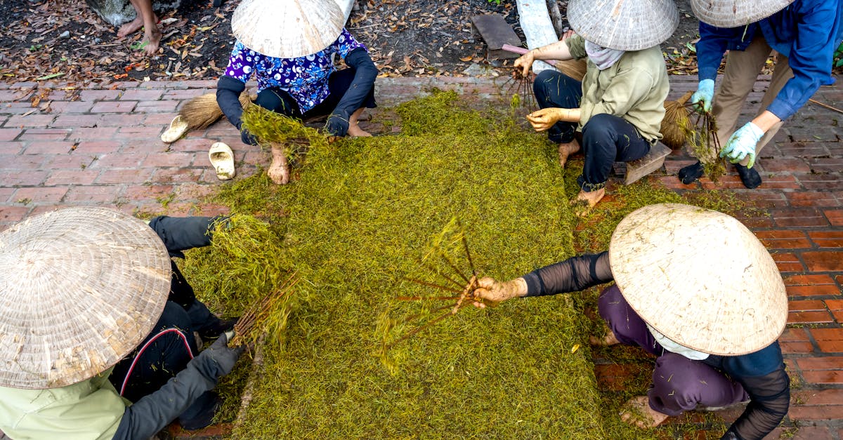 from above group of local workers in hats with special instruments working with dried tea leaves in