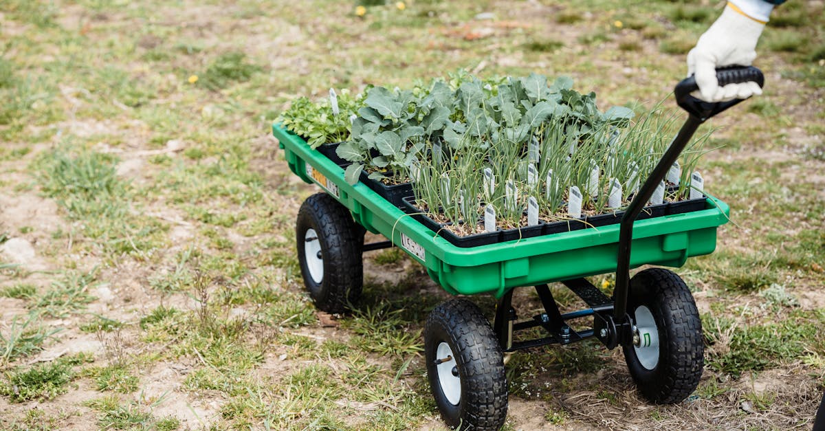 from above of crop unrecognizable farmer carrying wheelbarrow with containers full of fresh organic