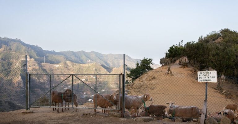7 Best Guard Animals for Small-Scale Farming That Support Self-Sufficiency